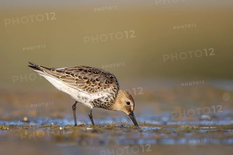 Dunlin (Calidris alpina) foraging, North Rhine-Westphalia, Germany