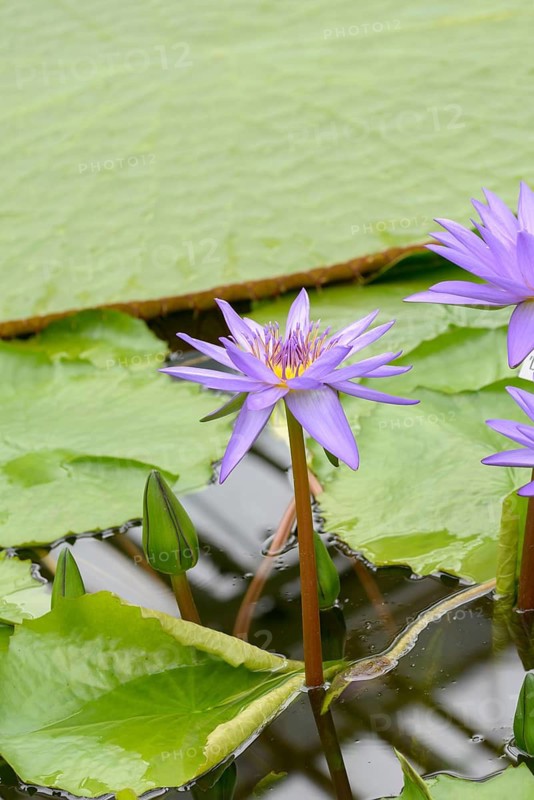 Nymphaea 'Director George T Moore', Botanic Garden, Federal Republic of Germany