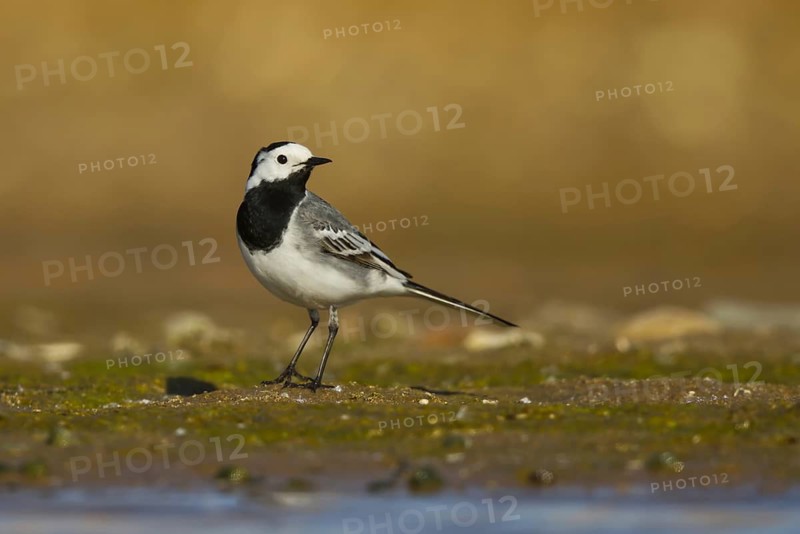 White Wagtail (Motacilla alba) at a waterhole, North Rhine-Westphalia, Germany