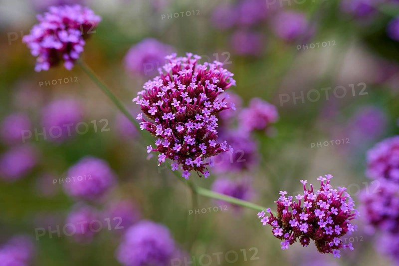 Purple flowers in a close-up that convey a summery and natural atmosphere, Germany