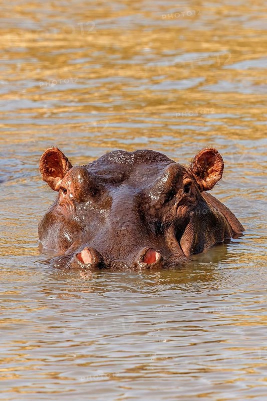 Hippopotamus (Hippopotamus amphibius) with only the head visible above the water and looking against the photographer, Maasai Mara National Reserve, Kenya