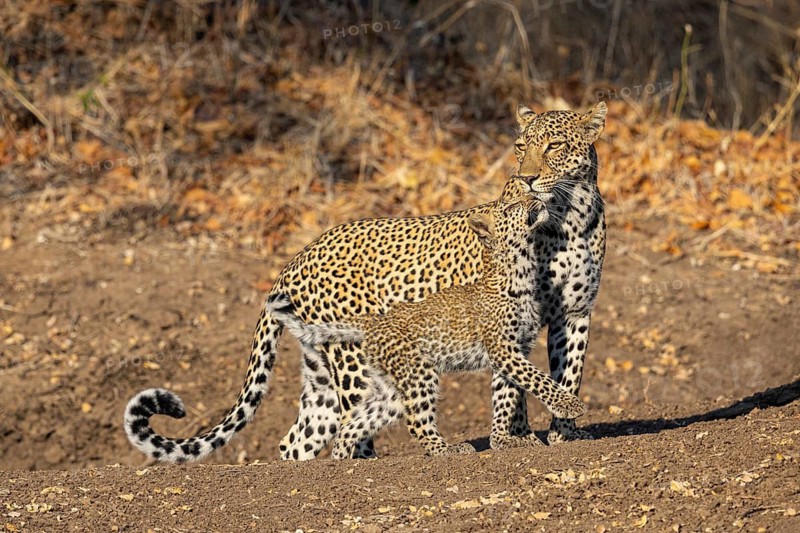Leopard (Panthera pardus) female with 4 month old cub Zambia