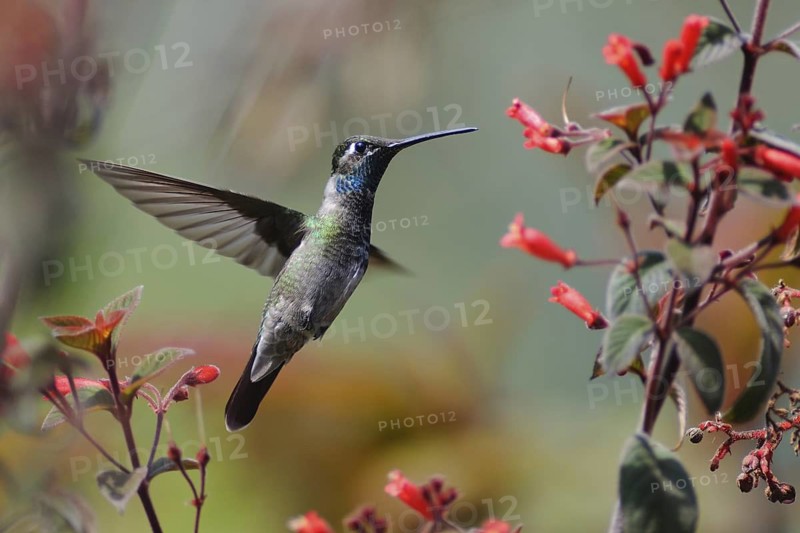 Rivoli's Hummingbird (Eugenes fulgens), Guatemala