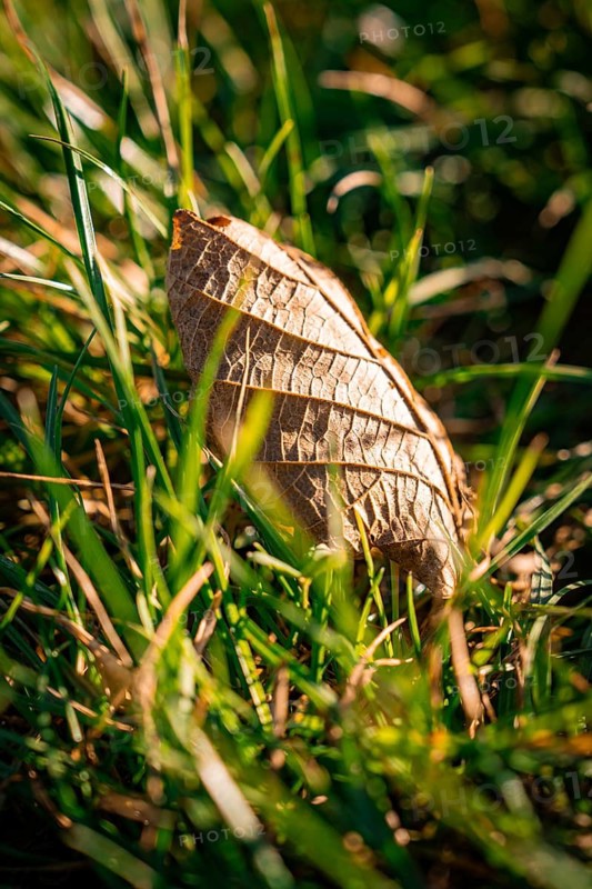 A dried autumn leaf in the middle of green grass, illuminated by the sun, Calmbach, Black Forest, Germany