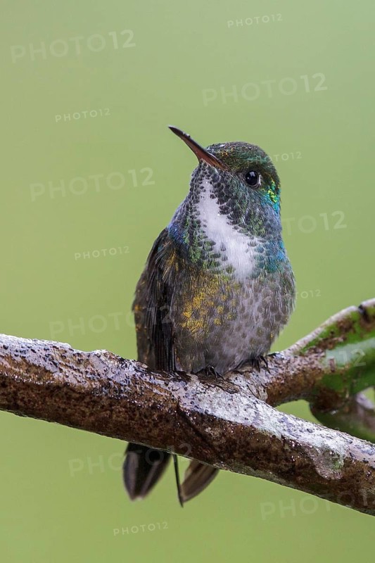 Versicolored Emerald (Amazilia versicolor) perched on a branch in the Atlantic rainforest of southeast Brazil