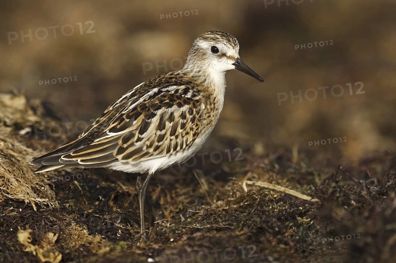 Little Stint (Calidris minuta), Asturias, Spain