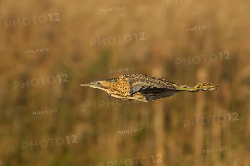 Great or Eurasian bittern (Botaurus stellaris) adult bird in flight, RSPB Strumpshaw nature reserve, Norfolk, England, United Kingdom