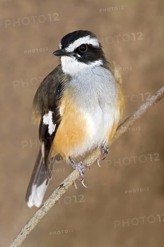 Buff-sided Robin (Poecilodryas cerviniventris), Western Australia, Australia