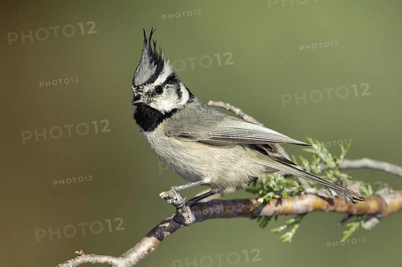 Bridled Titmouse (Baeolophus wollweberi), Arizona, USA