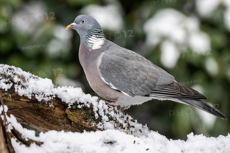 Woodpigeon (Columba palumbus), Emsland, Lower Saxony, Germany