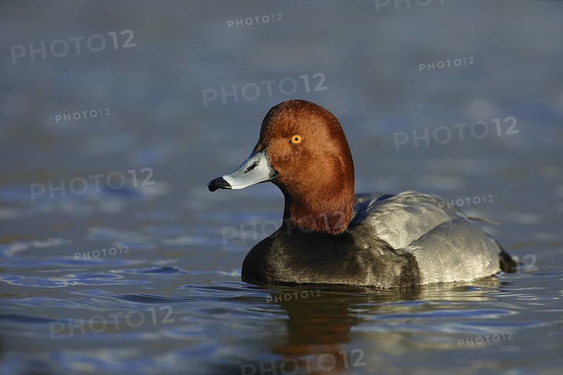 Redhead (Aythya americana) male, Arizona, USA