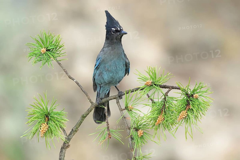 Steller's Jay (Cyanocitta stelleri) perched on a conifer branch, Colorado, USA