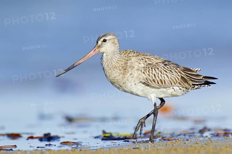 Bar-tailed Godwit (Limosa lapponica), Northern Territory, Australia