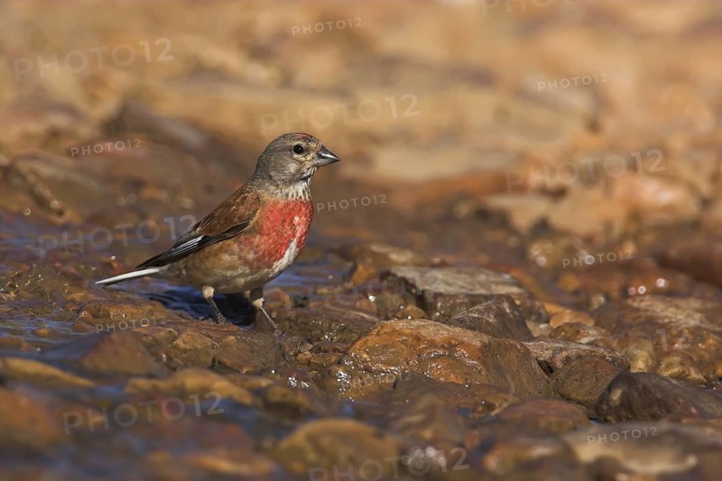 Common Linnet (Linaria cannabina) male, Extremadura, Spain