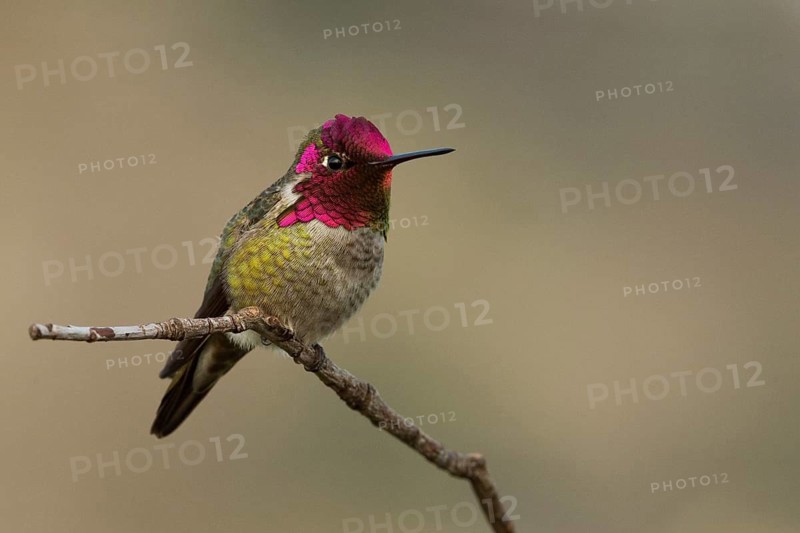 Anna's Hummingbird (Calypte anna), Sacramento County California
