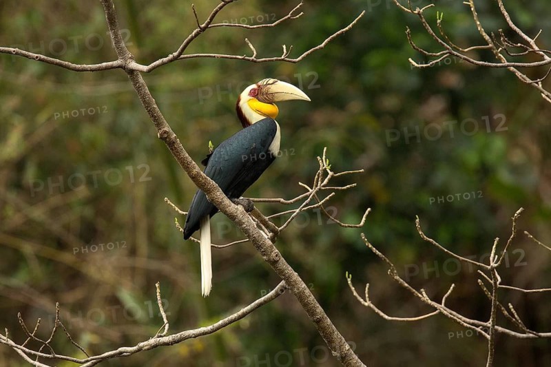 Wreathed Hornbill (Rhyticeros undulatus) perched on a branch, Yunnan, China