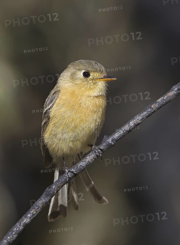 Buff-breasted Flycatcher (Empidonax fulvifrons), Arizona, USA