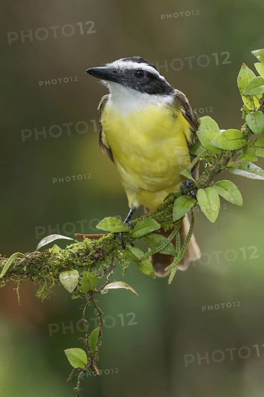 Great Kiskadee (Pitangus sulphuratus), Costa Rica