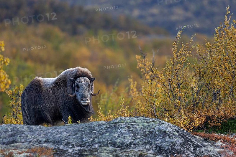 A musk ox bull (Ovibos moschatus) in front of the impressive autumnal backdrop of the Norwegian tundra, autumn, Ruska, autumn colours, tundra landscape, Norway