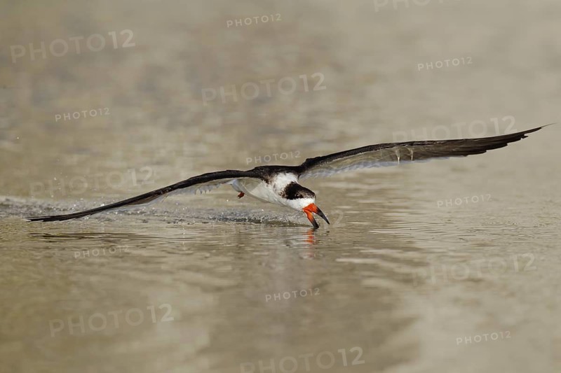 Black Skimmer (Rynchops niger) flying, Florida, USA