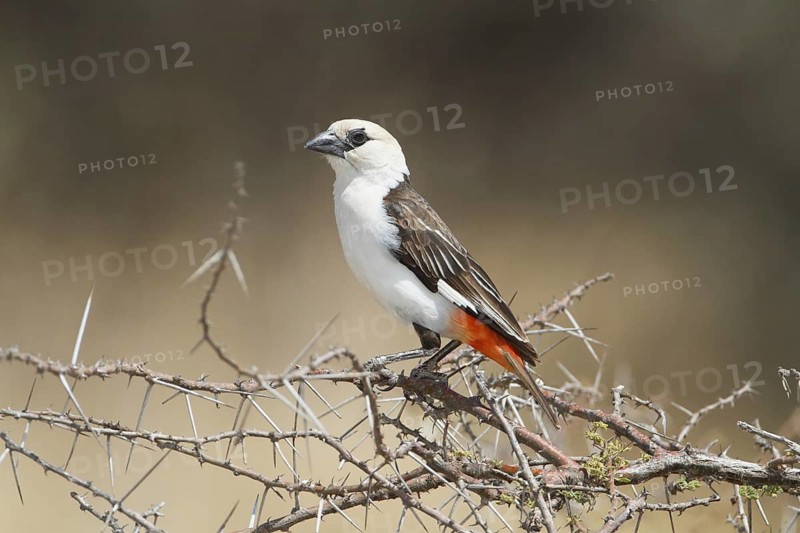 White-headed Buffalo Weaver, bubalornis albiroistris