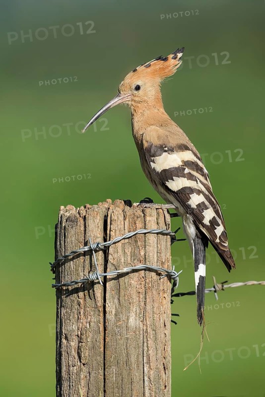 Eurasian Hoopoe (Upupa epops) perched on a post, Aosta Valley, Italy