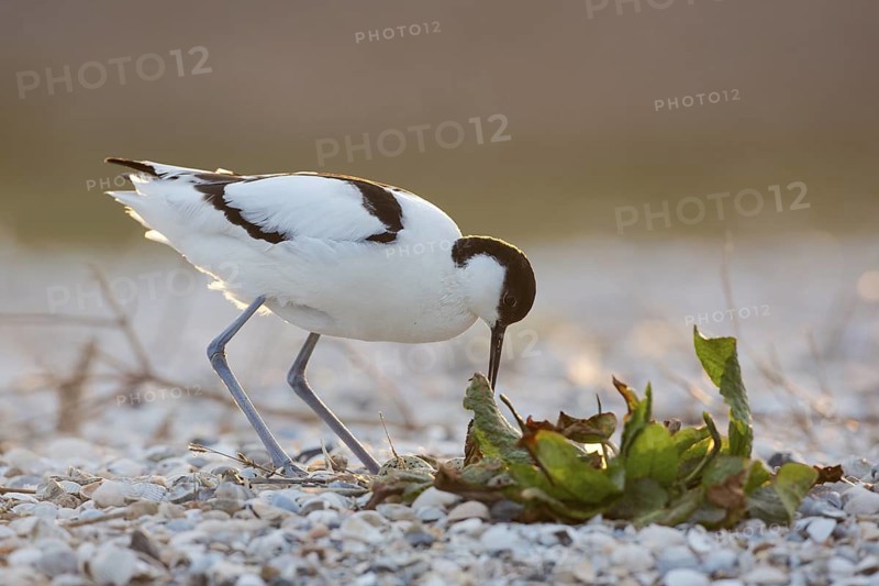Pied Avocet (Recurvirostra avosetta), Texel, Netherlands