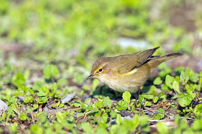 Desert Prinia, (Scotocerca inquieta), animals, birds, foraging, Israel
