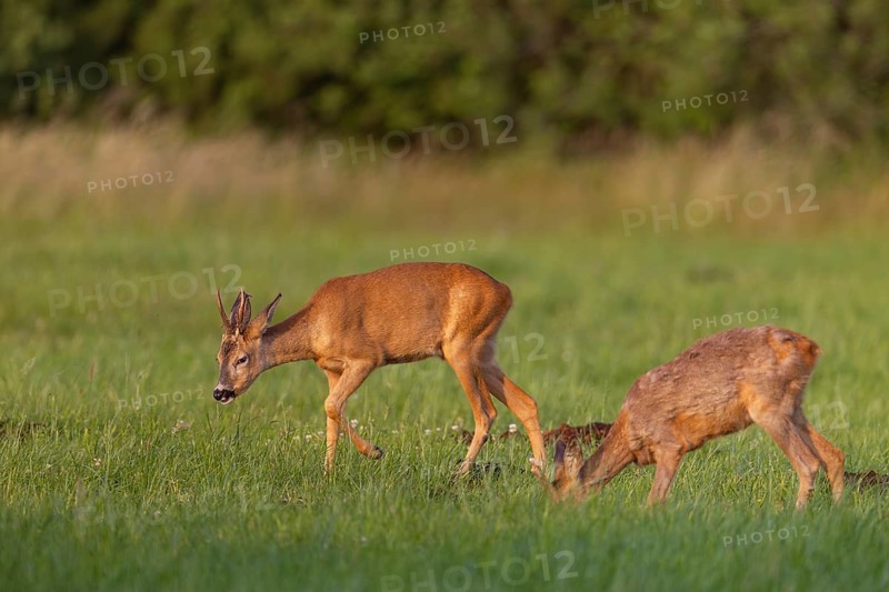 Two roe deer (Capreolus capreolus) go to graze in a meadow in the evening, summer, summer coat, June, Germany