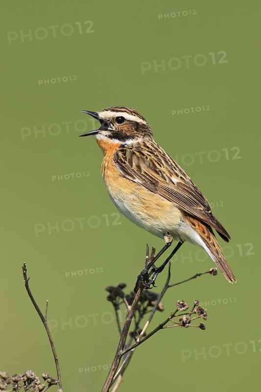 Whinchat (Saxicola rubetra) male singing, Brandenburg, Germany
