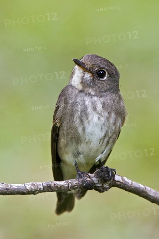 Dark-sided Flycatcher (Muscicapa sibirica), Singapore