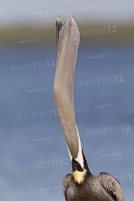 Brown Pelican (Pelecanus occidentalis), Florida, USA