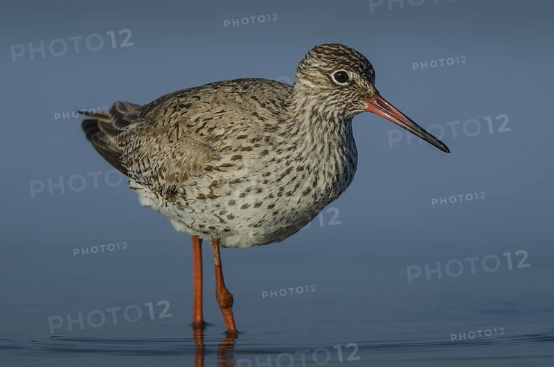 Common Redshank (Tringa totanus), Schleswig-Holstein, Germany
