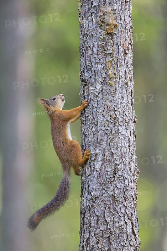 Squirrel, animals, mammals, climbs on tree, (Sciurus vulgaris vulgaris), squirrel, Lentiira, Lentiira Kuhmo, Finland
