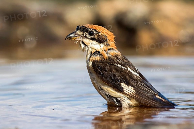 Woodchat Shrike (Lanius senator) male bathing, Castile-Leon, Spain