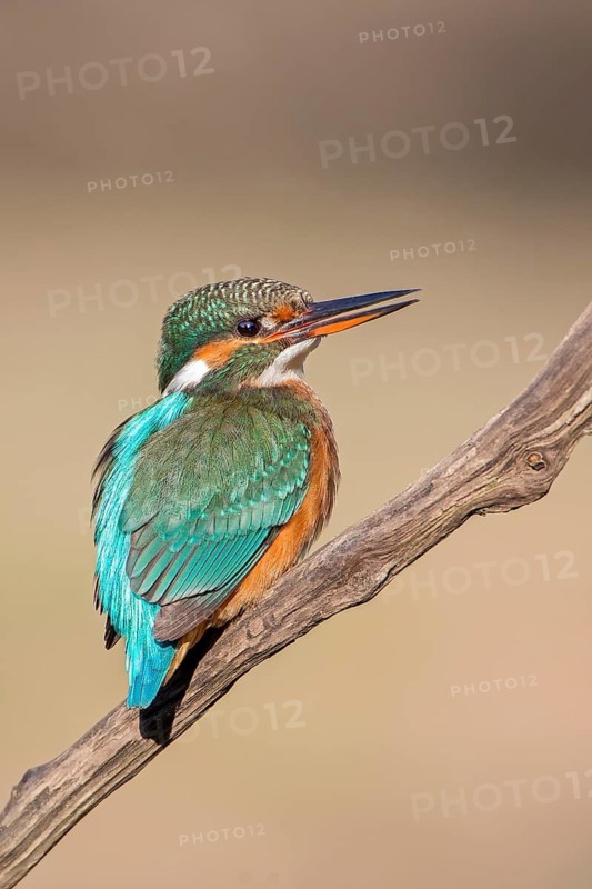 Common Kingfisher (Alcedo atthis) female, Saxony-Anhalt, Germany