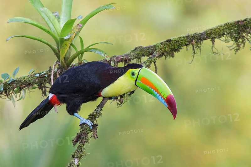 Keel-billed Toucan (Ramphastos sulfuratus) perched on a branch in Costa Rica