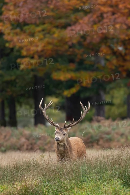 Red deer (Cervus elaphus) adult male stag walking through grassland in the autumn, England, United Kingdom
