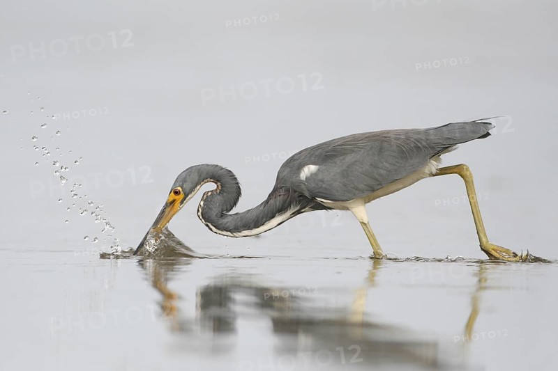 Tricolored Heron (Egretta tricolor), Florida, USA