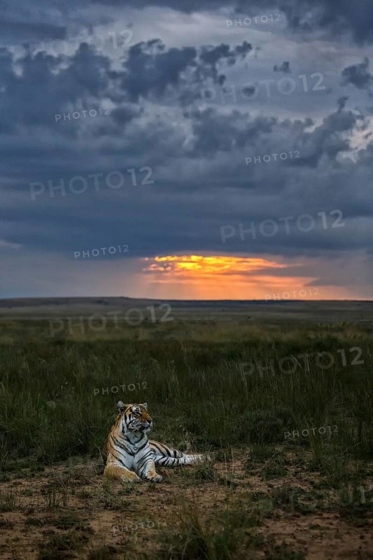 Bengal Tiger (Panthera tigris) adult in evening light, captive, Philippolis, South Africa