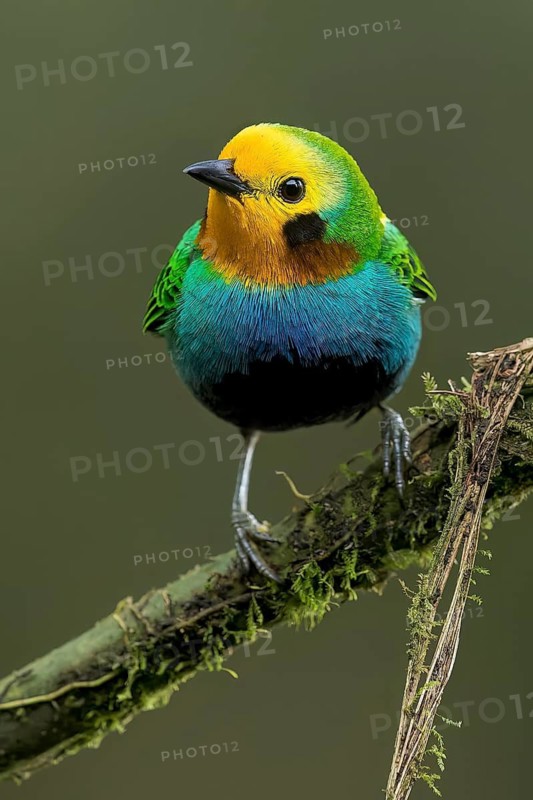 Multicolored Tanager (Chlorochrysa nitidissima) perched on a branch in Colombia, South America