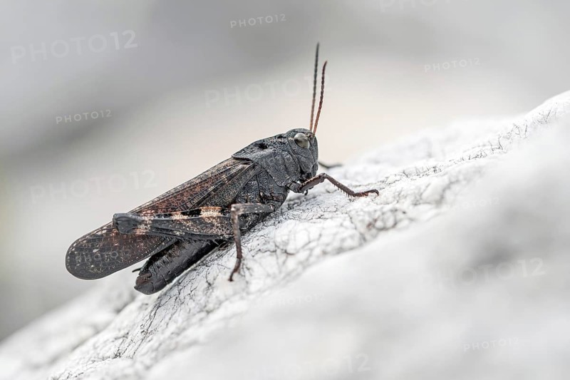 Red-winged snoring scare sitting on a stone, fright, (Ps0phus stridulus), animals, insects, family of field locusts, flying insects