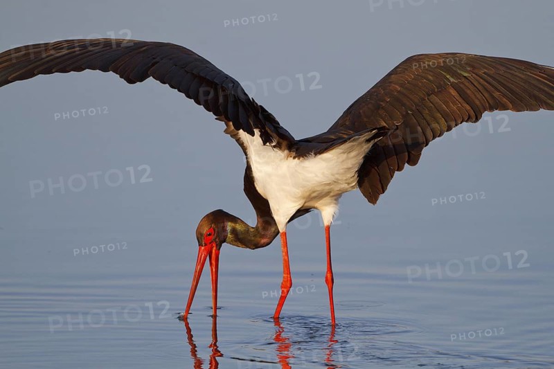 Black Stork (Ciconia nigra) foraging, Greece