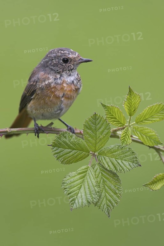 Common Redstart (Phoenicurus phoenicurus) juvenile, Berlin, Germany