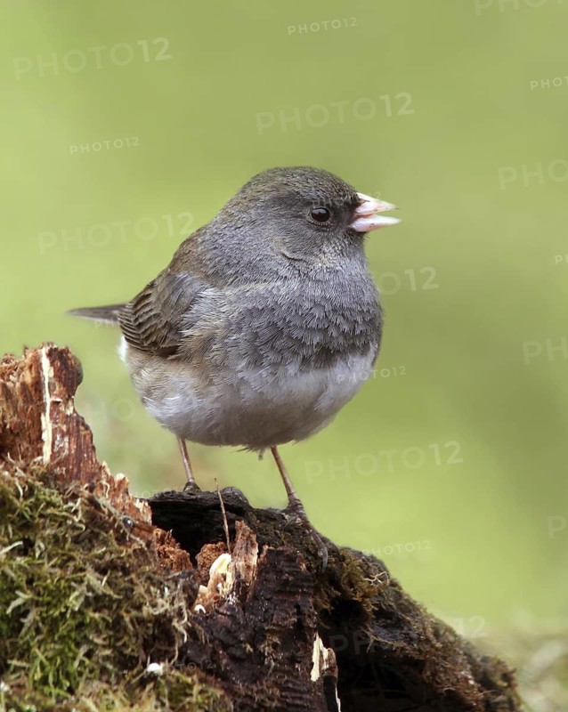 Slate-colored Junco (Junco hyemalis hyemalis), Saskatchewan, Canada