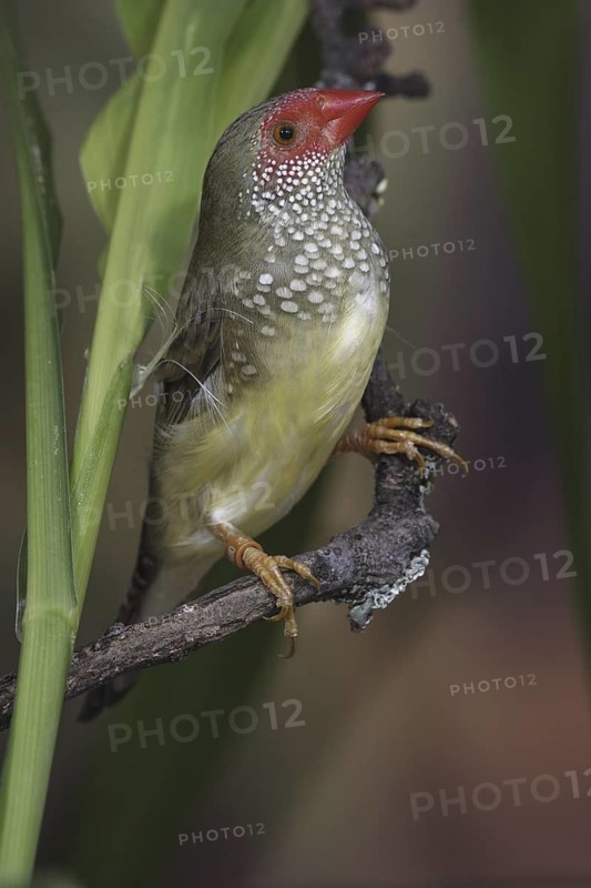 Star Finch (Neochmia ruficauda) female