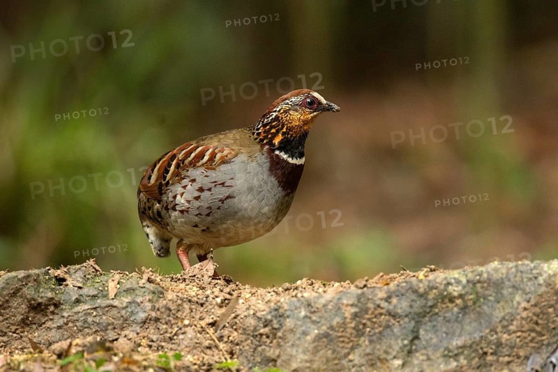 White-necklaced Partridge (Arborophila gingica) perched on the ground, Fujian, China