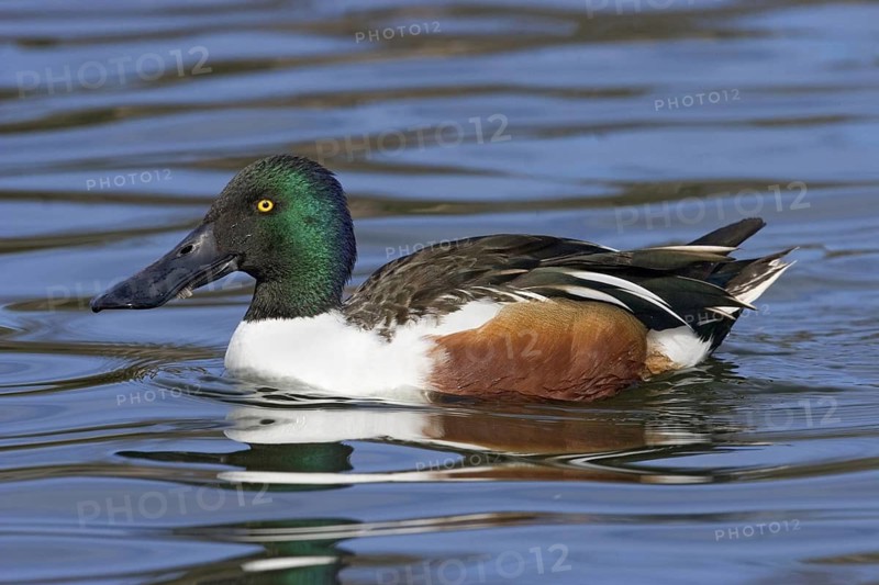 Northern Shoveler Anas clypeata Tucson, Arizona, United States 19 January Adult Male Anatidae
