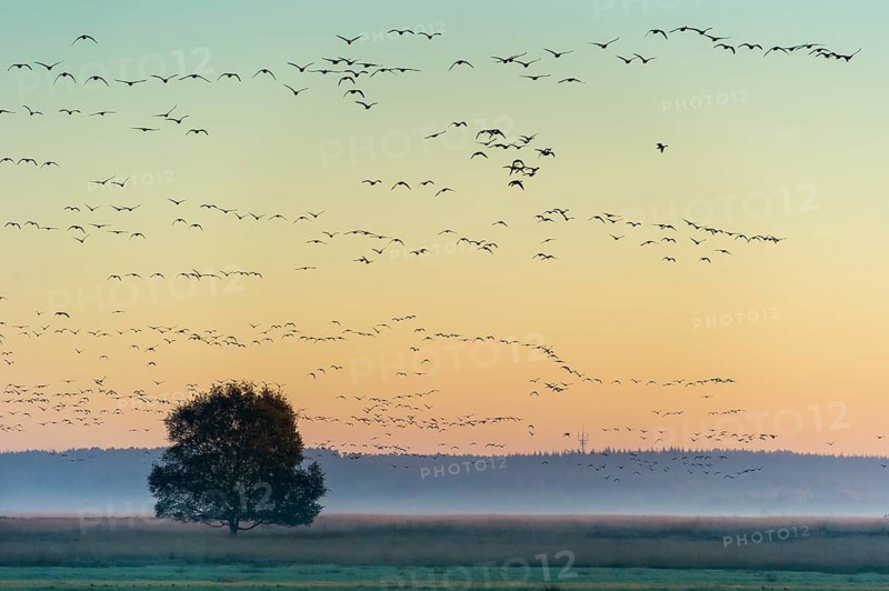 Taiga Bean Goose & Greater White-fronted Goose (Anser fabalis & Anser albifrons) huge flock flying, Lower Saxony, Germany