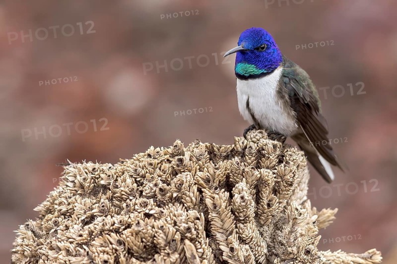 Chimborazo Hillstar (Oreotrochilus chimborazo) perched on a branch in the Andes Mountains in Ecuador